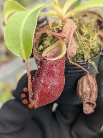 Nepenthes（ネペンテス/ウツボカズラ）の商品一覧 | Y's Exotics （山田食虫植物農園）