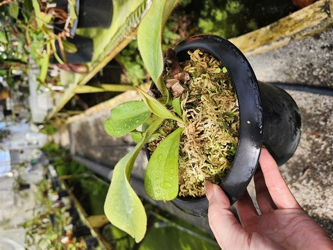 商品一覧 | Y's Exotics （山田食虫植物農園）