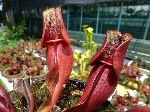 Sarracenia（サラセニア）の商品一覧 | Y's Exotics （山田食虫植物農園）