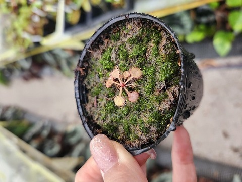 商品一覧 - Y's Exotics （山田食虫植物農園）