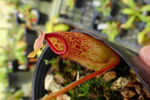 ゆうゆうネペンテス・ミランダ ゆうゆうネペンテス・ミランダ Nepenthes（ネペンテス