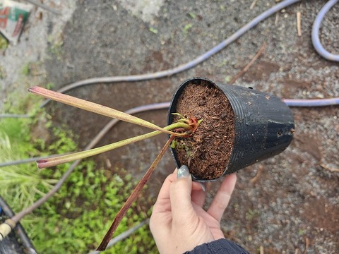 Y558 2H S. leucophylla Alba #27 CK 