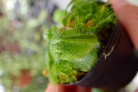 lespedeza商品です E634 1-2 N. sibuyanensis x burkei ♂EP | Y's Exotics （山田