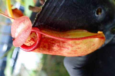 Nepenthes（ネペンテス/ウツボカズラ）の商品一覧 | Y's Exotics