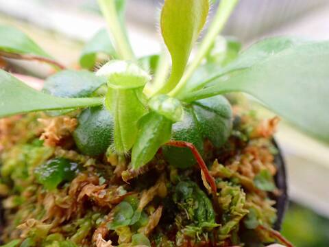 商品一覧 - Y's Exotics （山田食虫植物農園）