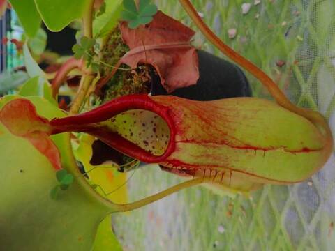 ゆうゆうネペンテス・ミランダ Nepenthes（ネペンテス/ウツボカズラ）の商品一覧 | Y's Exotics