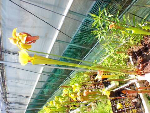 E619 S. flava var. flava SWC