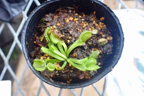 食虫植物　お知らせ用 食虫植物 お知らせ用 食虫植物 お知らせ用