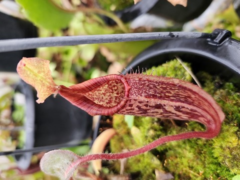 11/30まで　ウツボカズラ　N.トラスマディエンシス　食虫植物 楽天市場】希少品種 観葉植物 食虫植物：ウツボカズラ ネペンテス