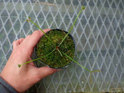 Y039 4-1 Drosera ラベル落ち
