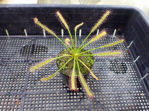 J232 4-1 D. capensis (alba)