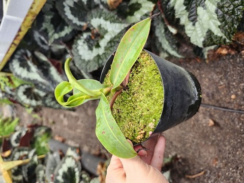 Y's Exotics （山田食虫植物農園）