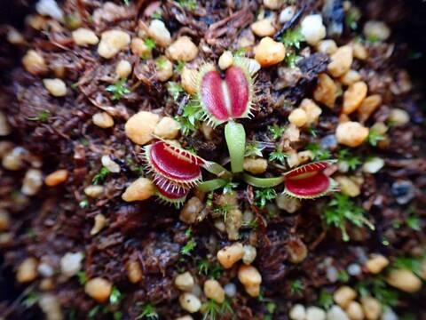 E624 5-1 Dionaea muscipula `BCP clone aka G16 Slack Giant' [BCP ID# 1752-01] BCP