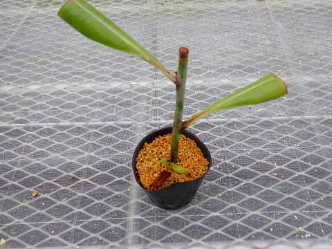 G749 5-3 N. ampullaria seed cross with (green x black miracle)