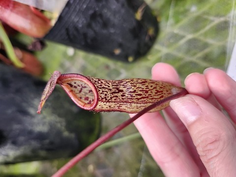 商品一覧 - Y's Exotics （山田食虫植物農園）