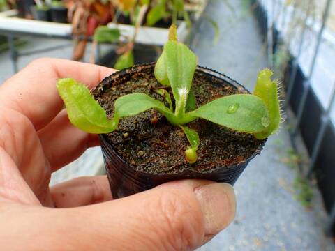 商品一覧 - Y's Exotics （山田食虫植物農園）