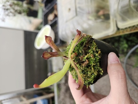 ヘリアンフォラ3点セット みょん ヘリアンフォラ3点セット みょん様専用