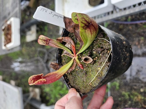 商品一覧 - Y's Exotics （山田食虫植物農園）