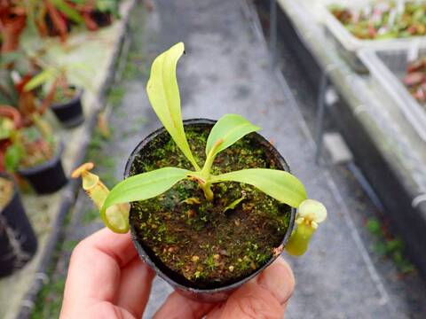 商品一覧 - Y's Exotics （山田食虫植物農園）