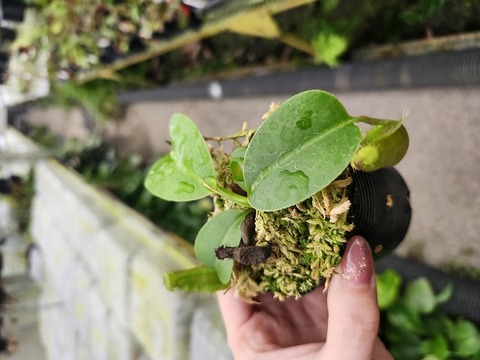 J193 1-3 N. nebularum x edwardsiana Y's 