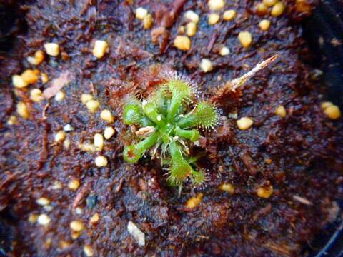 tarou　3種　ガメラG2 2種とドロセラ　種子30個 Drosera（ドロセラ/モウセンゴケ）の商品一覧 | Y's Exotics