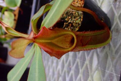 Nepenthes（ネペンテス/ウツボカズラ）の商品一覧 | Y's Exotics