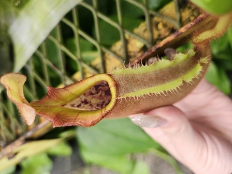 Nepenthes（ネペンテス/ウツボカズラ）の商品一覧 | Y's Exotics