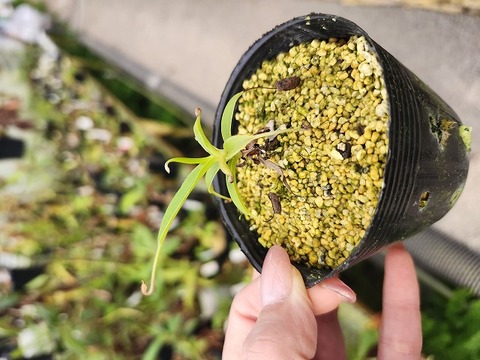 商品一覧 - Y's Exotics （山田食虫植物農園）