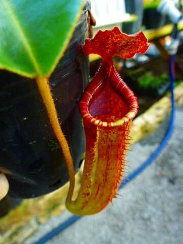 Nepenthes（ネペンテス/ウツボカズラ）の商品一覧 | Y's Exotics （山田食虫植物農園）