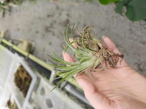 P887 3-1 T. ionantha Mex small TI