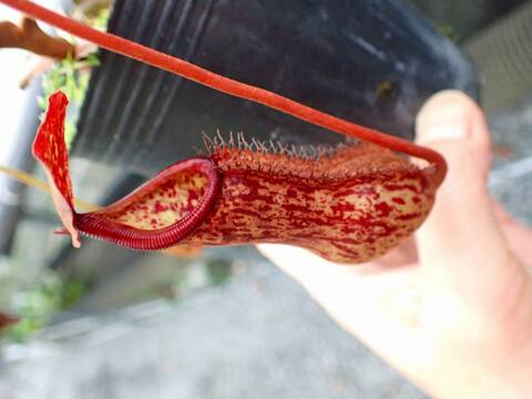 Y957 5-3 N. bellii x boschiana EP