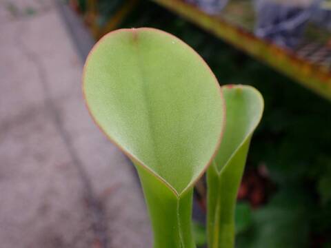 P515 1-1 H. exappendiculata (Chimanta Tepui) AW