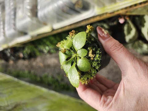 Cephalotus follicularis （フクロノユキノシタ）の商品一覧 | Y's