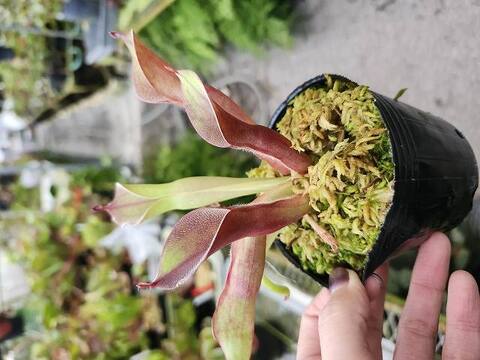 Heliamphora（ヘリアンフォラ）の商品一覧 | Y's Exotics （山田食虫植物農園）