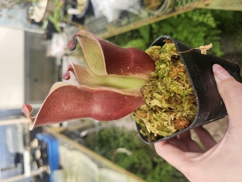Heliamphora Species（ヘリアンフォラ原種）の商品一覧 | Y's Exotics
