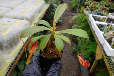 G618 1-4 N. (truncata x ephippiata) x tenuis #NNN