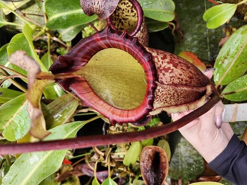 Nepenthes（ネペンテス/ウツボカズラ）の商品一覧 | Y's Exotics