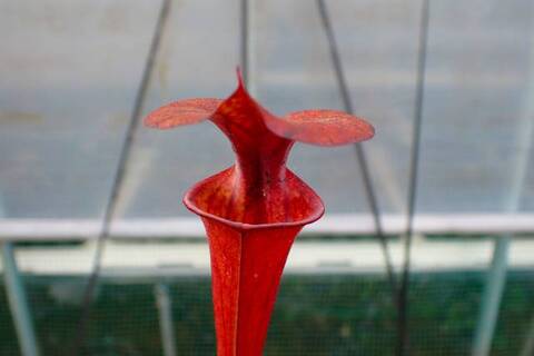 オモロカンアオイ Y's Exotics （山田食虫植物農園）
