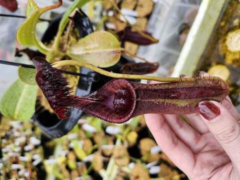 年末 / Nepenthes ventricosa x inermis #1 / Drosera cv