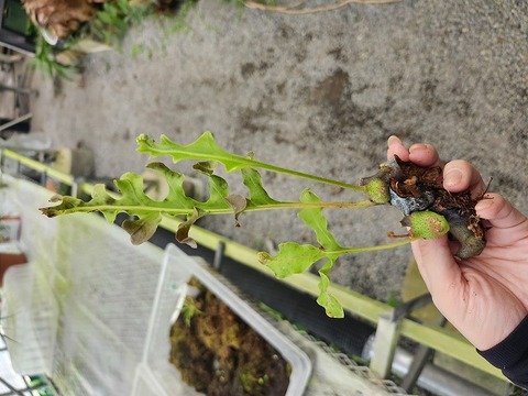 温室整理セール / Greenhouse Clearanceの商品一覧 | Y's Exotics