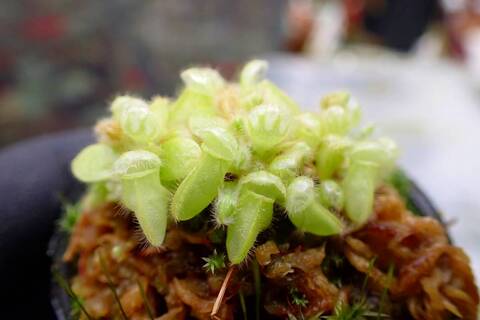 ル*ロ様 P.Bacterial 子株付き！ ル*ロ様 P.Bacterial 子株付き！