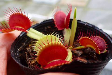 Dionaea muscipula（ディオネア/ハエトリソウ）の商品一覧