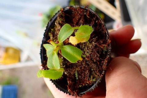 Y's Exotics （山田食虫植物農園）