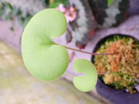 超希少　斑入りオヒルギ 超希少 斑入りオヒルギ 超希少 斑入りオヒルギ