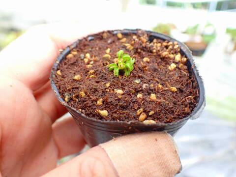 商品一覧 - Y's Exotics （山田食虫植物農園）