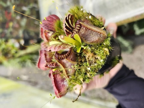パピルス　ネフェルタリ J637 4-1 #BBB N. ventrata | Y's Exotics （山田食虫植物農園）