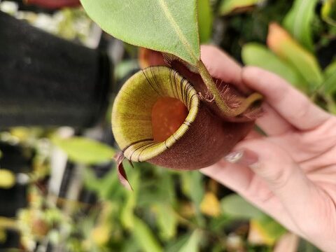 Nepenthes（ネペンテス/ウツボカズラ）の商品一覧 | Y's Exotics （山田食虫植物農園）