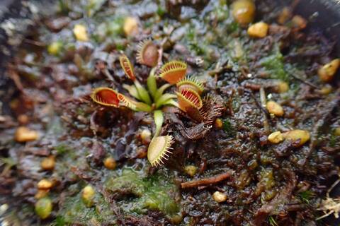 特別販売ページ！現品写真付！の商品一覧 | Y's Exotics （山田