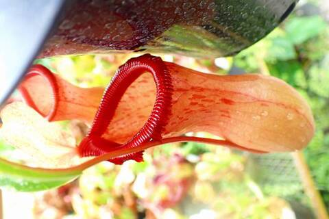 Nepenthes（ネペンテス/ウツボカズラ）の商品一覧 | Y's Exotics