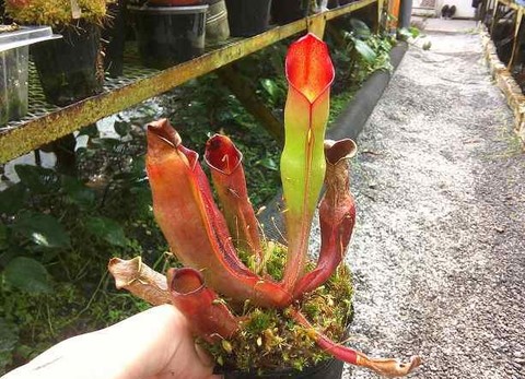 Heliamphora（ヘリアンフォラ）の商品一覧 | Y's Exotics （山田